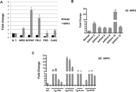 Nrp Expression In Experimental Models Of Thyroid Carcinogenesis A