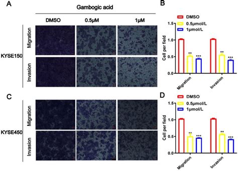 Ga Suppresses Escc Cell Migration And Invasion Effects Of Various