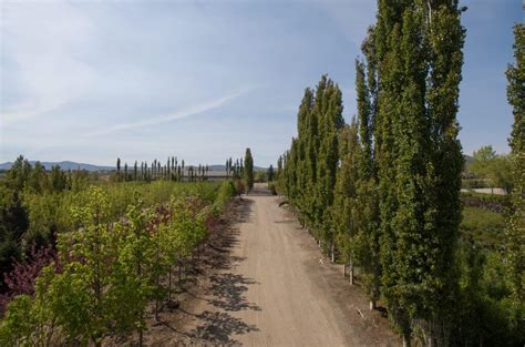 Webb - Nursery - Bellevue Nursery Treen Planting-23 - Webb Landscape, Inc.