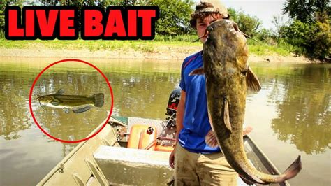 River Catfish Are Cannibals Catfishing With Live Bullheads On Bank