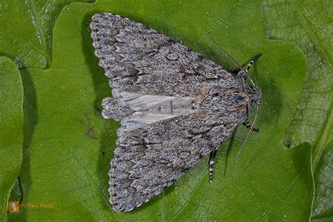 Ahorn Rindeneule Raupe Bild Bestellen Naturbilder Bei Wildlife Media