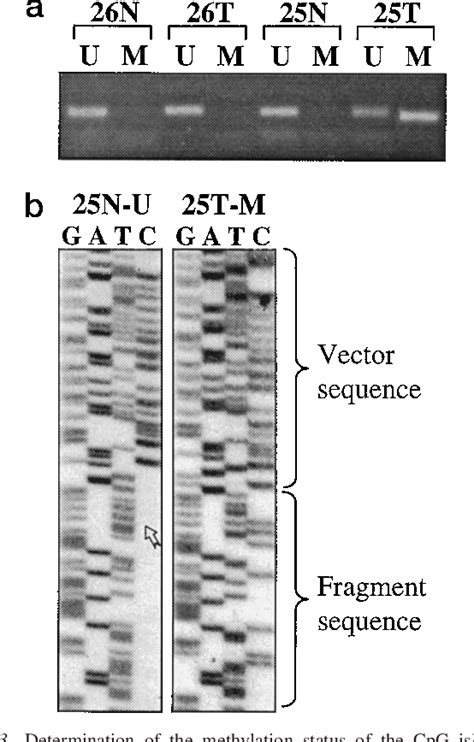 Figure From Mechanisms Of Inactivation Of P Arf P Ink B