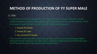 Production Of Super Male Tilapia Sex Reversal Techniques Pptx