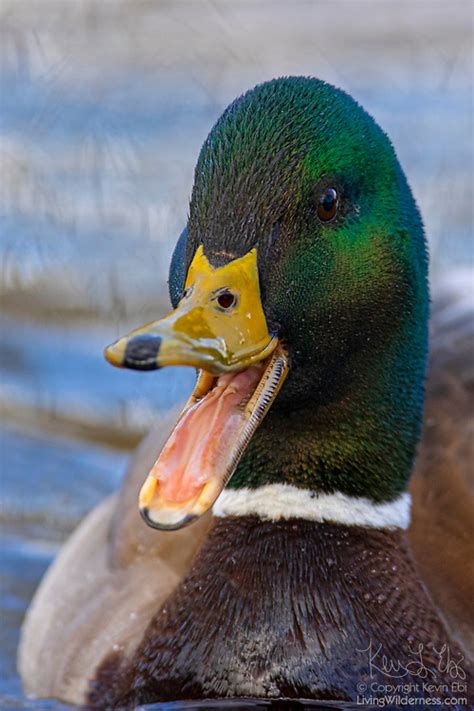 Duck Mouth Open