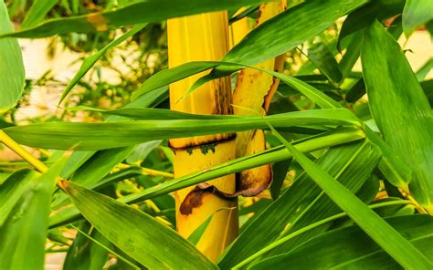 3 Indoor Bamboo Plants - A-Z Animals