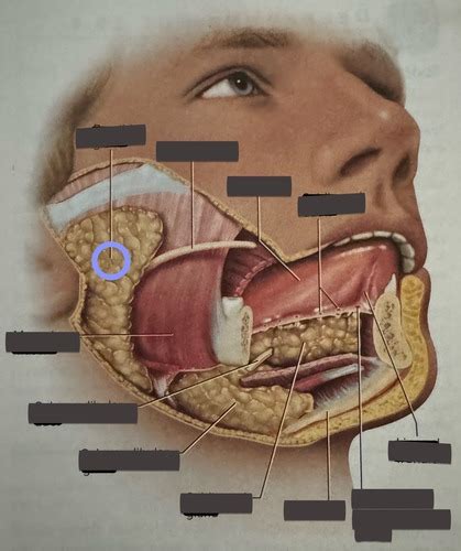 The Extrinsic Salivary Glands Lab Practical Flashcards Quizlet