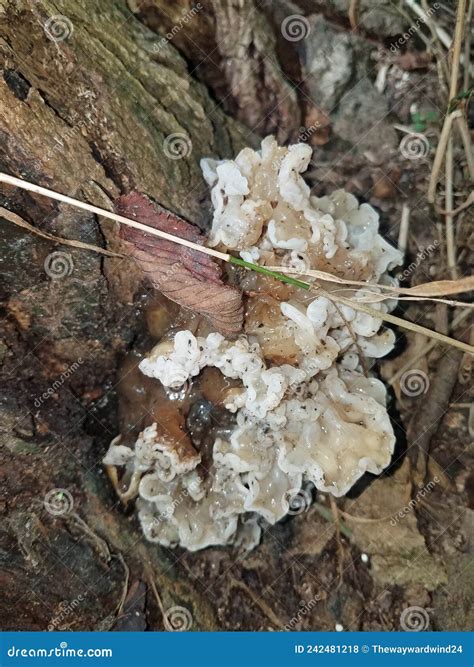 Whiteish Colored Jelly Fungus on Tree Stock Photo - Image of tree