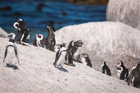 Colonia De Pingüinos Africanos En La Playa De Boulders Sudáfrica Foto Premium