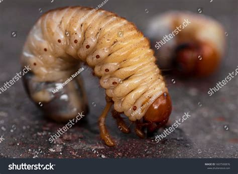 4956 Dung Beetle 스톡 사진 이미지 및 사진 Shutterstock