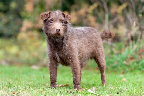 Patterdale Terrier Info Pictures Temperament And Care Dogster