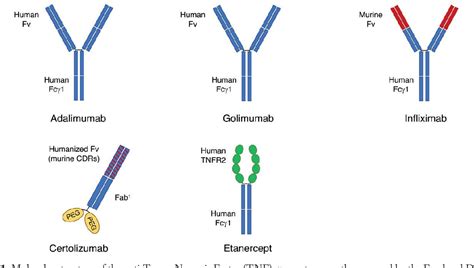 Figure 1 From An Overview Of The Role Of Tumor Necrosis Factor Alpha In