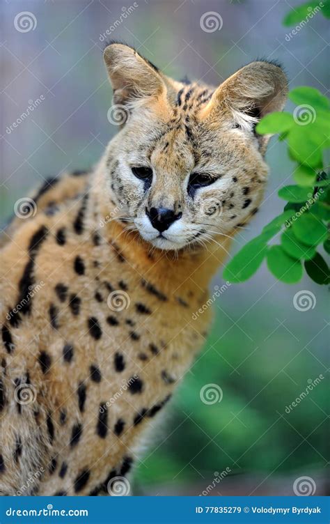 Gato Do Serval X Serval X Do Felis Imagem De Stock Imagem De