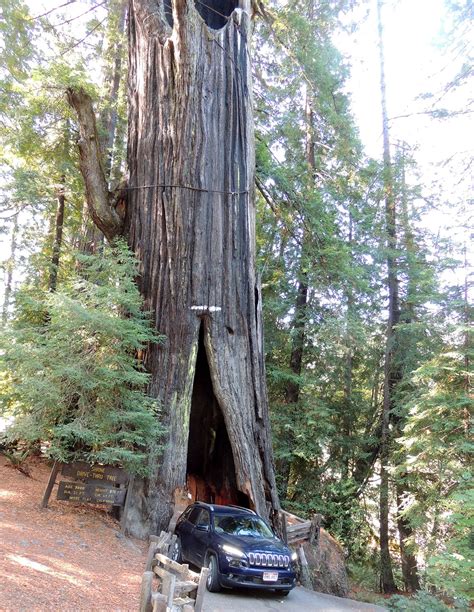 Giant Redwoods Drive Through