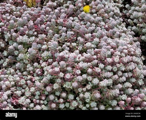 Sedum Spathulifolium Cape Blanco Hi Res Stock Photography And Images