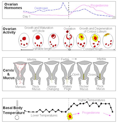 Your Cycle Beautiful Cervix Project