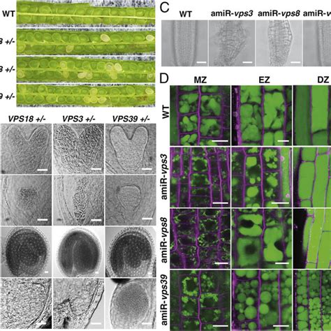 Defective Hops And Corvet Complexes Confer Distinct Effects On Syp