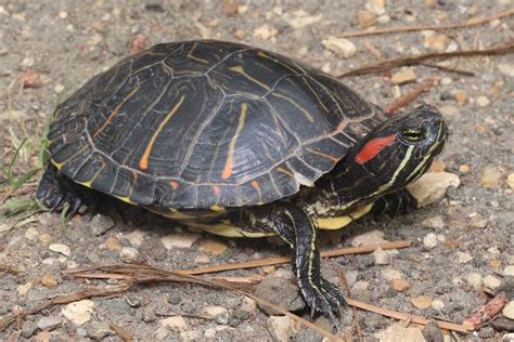 Red Eared Slider Pond