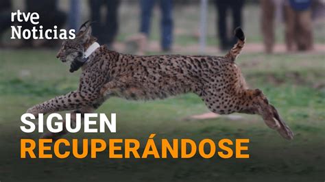 LINCE IBÉRICO Deja de estar en PELIGRO de EXTINCIÓN y pasa a ser una