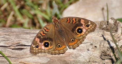 Borboleta Olho De Pav O Biofaces Bring Nature Closer