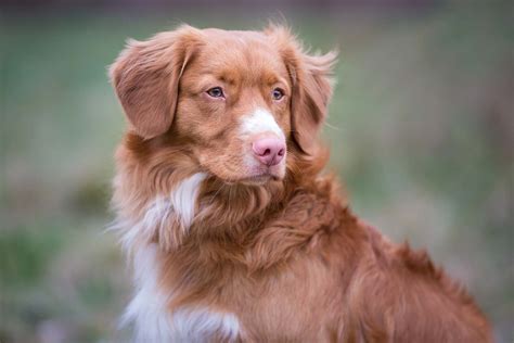 Toller Photo Gallery Nova Scotia Duck Tolling Retriever Club Of