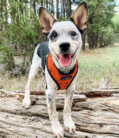 Cowboy Corgi: Can They Really Outsmart Their Owners?