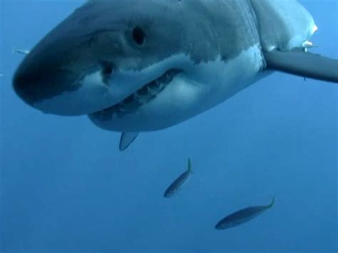 Great White Shark Gets A Tracking Device