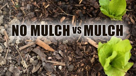 Why Mulching Vegetable Garden Is So Important Youtube