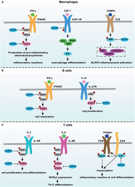 Frontiers T Cell Protein Tyrosine Phosphatase In Osteoimmunology