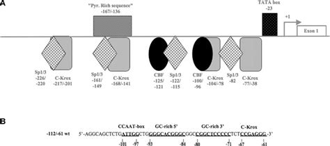 Chondroitin Sulphate Decreases Collagen Synthesis In Normal And