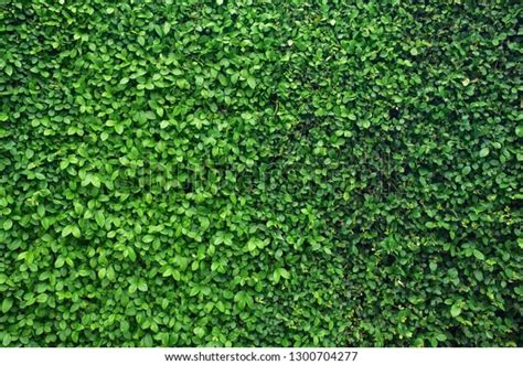 Green Leaf Background Wall 28 Aug Stock Photo 1300704277 | Shutterstock