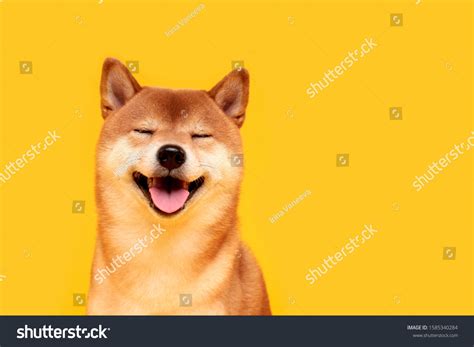 7,838 Shiba inu smiling Images, Stock Photos & Vectors | Shutterstock