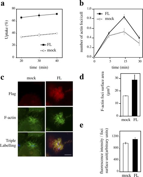 Overexpression Of Cortactin Enhances Shigella Induced Actin