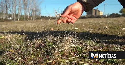 40 do território nacional está em seca extrema ou severa TVI Notícias