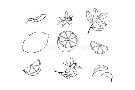 Lemon Lobules Stock Illustrations 41 Lemon Lobules Stock Illustrations Vectors And Clipart