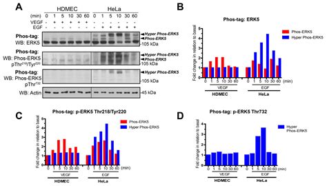 Cells Free Full Text Vegf Stimulates Activation Of Erk In The