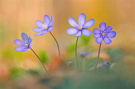 Tanz in den Frühling Forum für Naturfotografen