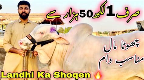 Sirf 1 Lakh 50 Hazar Me Qurbani 2024 Ka Janwer Landhi Ka Shoqeen Ki