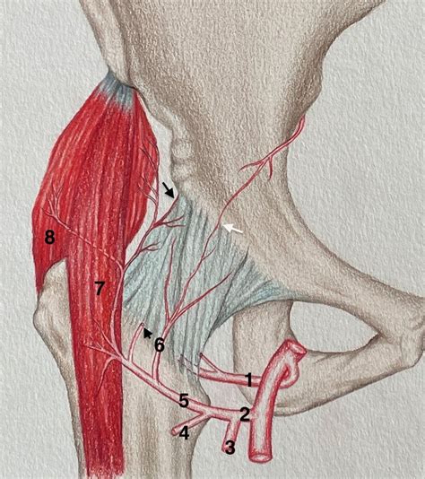 Schematic Picture Showing The Distribution Of The Lfca Ascending Branch Download Scientific