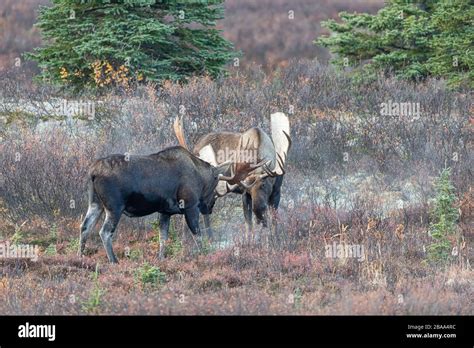 Alaska Yukon Bull Moose Fighting In Fall Stock Photo Alamy