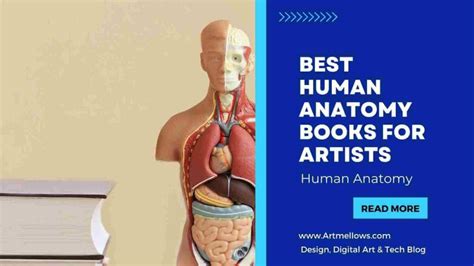 15+ Best Human Anatomy Books for Artists - My top Picks