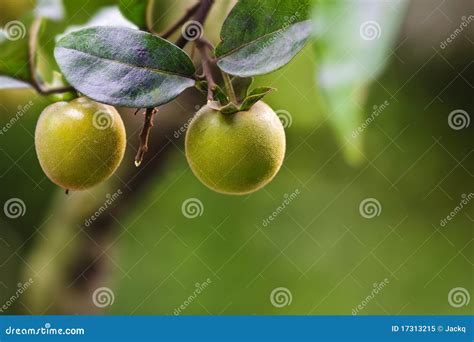 Kumquat fruit stock image. Image of kumquat, china, freshness - 17313215