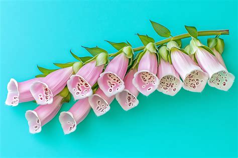 Foxglove bloom on a teal background 66205090 Stock Photo at Vecteezy