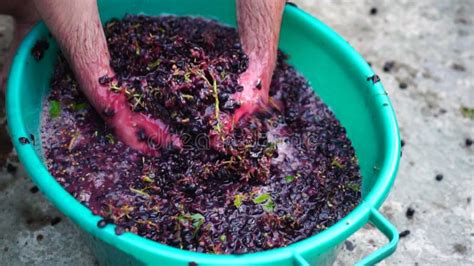 Grape Treading Or Grape Stomping In Traditional Winemaking Senior