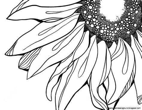 Sunflower Drawing Black And White at GetDrawings | Free download