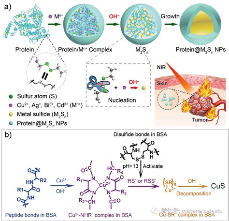 用蛋白作为模板和硫源构建超小的金属硫化物用于癌症诊疗 清新电源