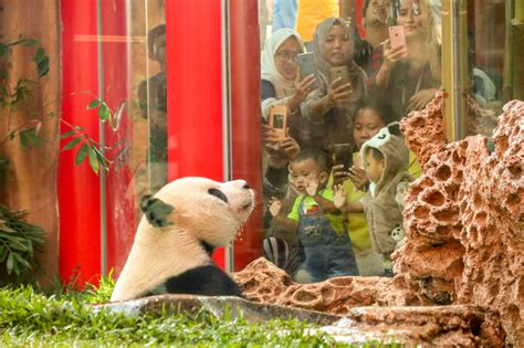 Safari Ngopi Bareng Media Taman Safari Bogor Kenalkan Fakta Unik Giant