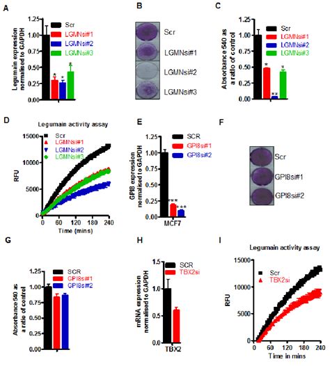 Lgmn Is The Enzyme Downstream Of Tbx And Cst Responsible For