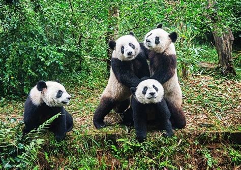 Chengdu Panda Base Facts Attractions Travel Maps 2025 Guide