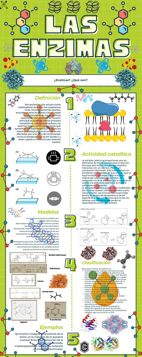 Infografía De Enzimas Esquemas Y Mapas Conceptuales De Biología Docsity