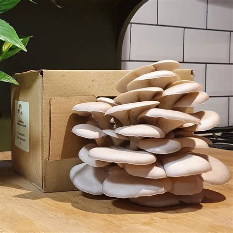 Lion S Mane Mushroom Grow Kit — Mushroom Culture